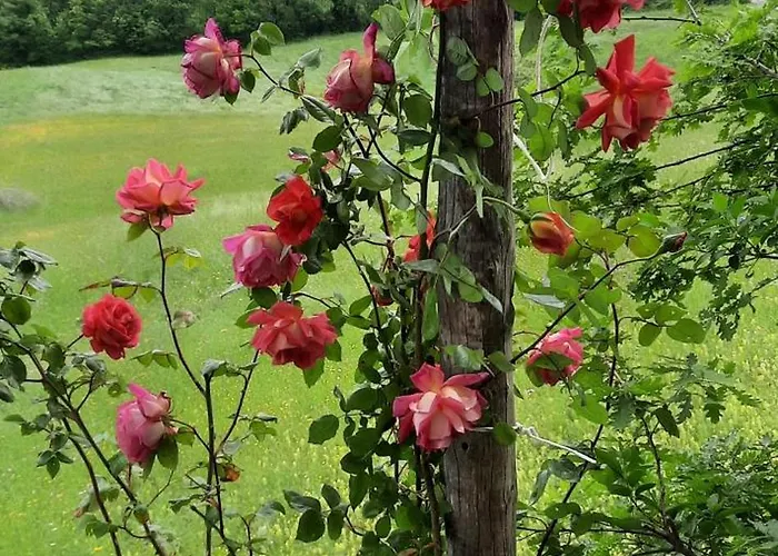 Casa Tonacchiolo Oda ve Kahvaltı *